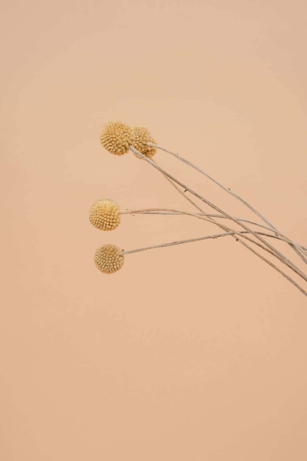 Ramo de plantas secas